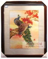 高級孔雀